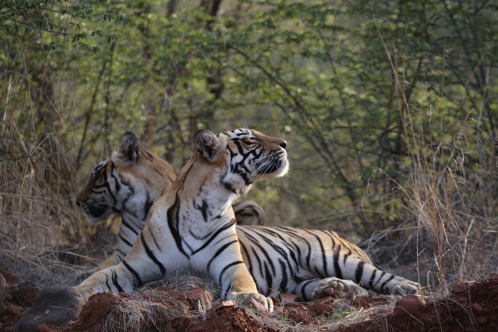 a couple of tigers laying on top of a dirt field