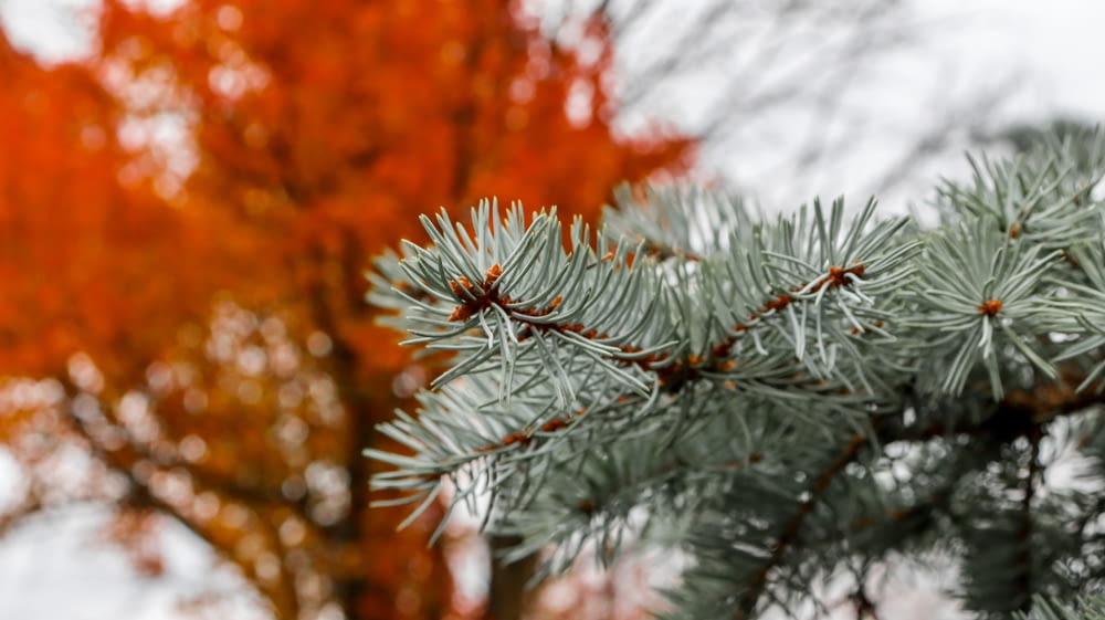 a close up of a pine tree with a red tree in the background