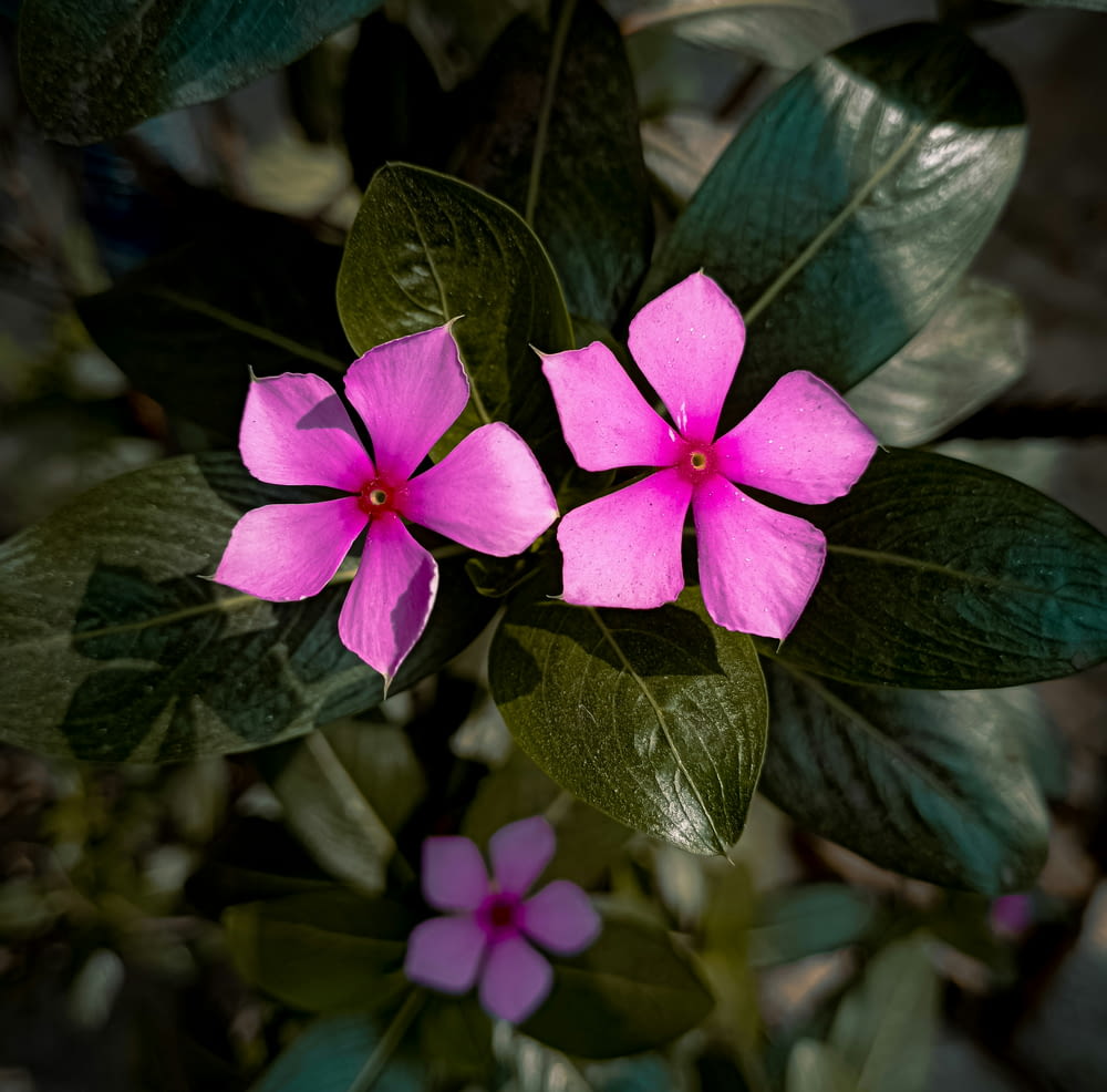a pink flower with green leaves in the background