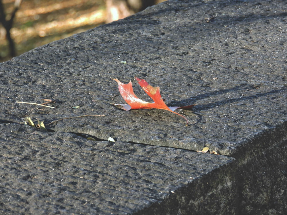 a red leaf on the ground next to a cement bench