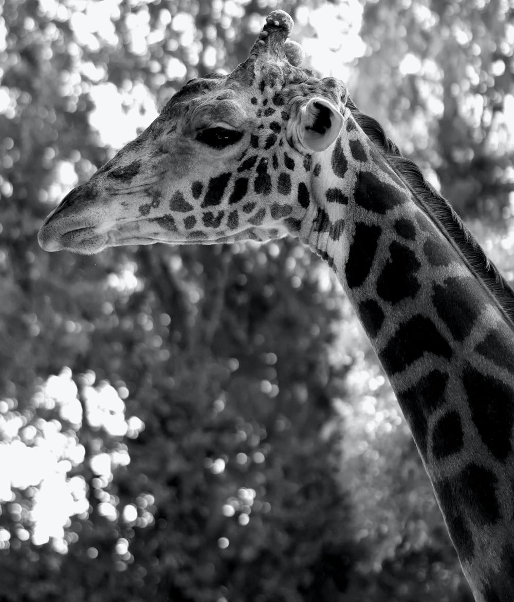 a black and white photo of a giraffe