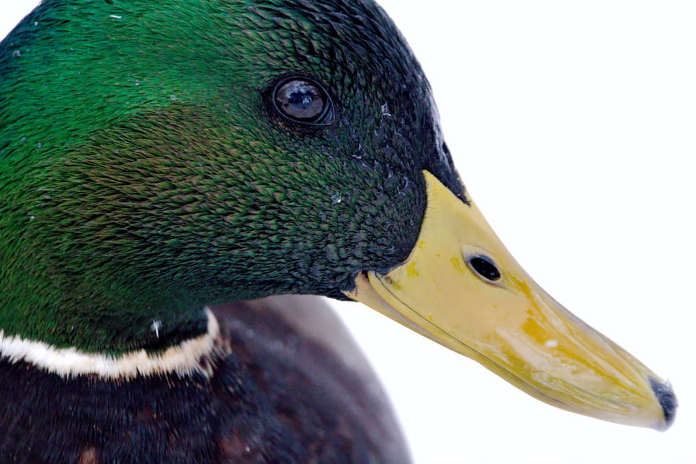 a close up of a duck with a white background