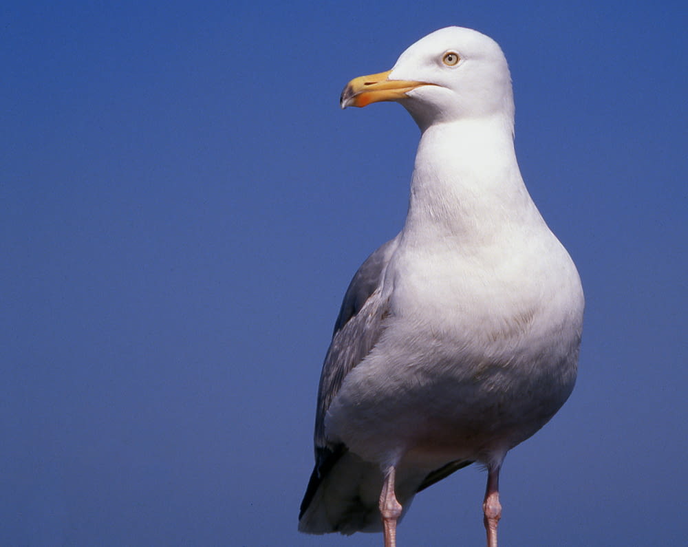 a seagull is standing on a rock with a blue sky in the background