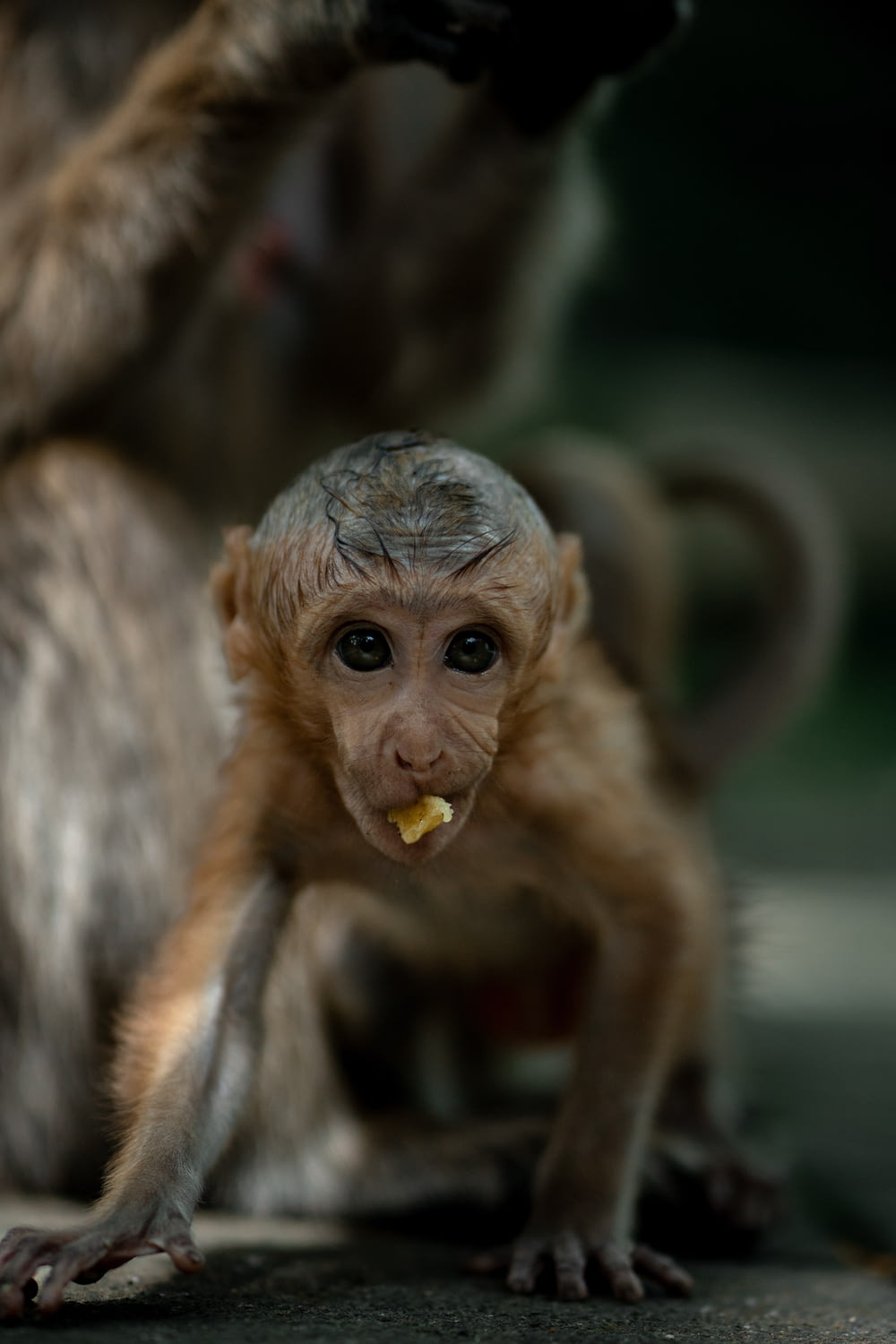 a monkey eating something with its mouth open