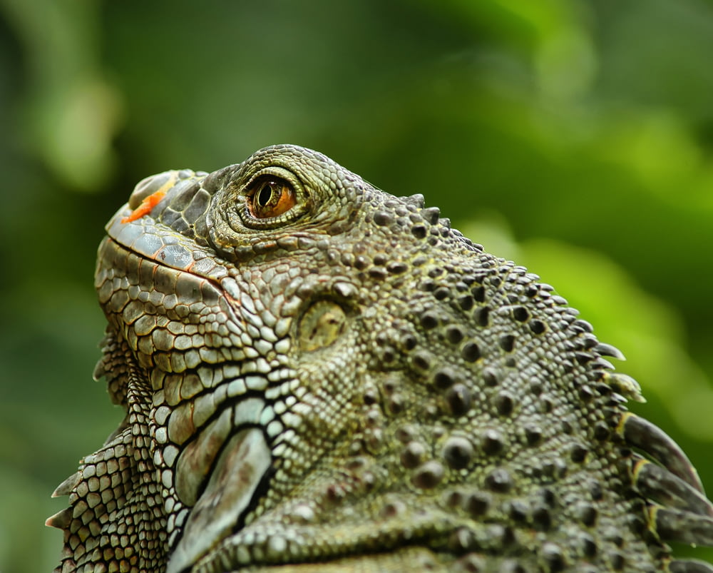 a close up of a lizard's head with green leaves in the background