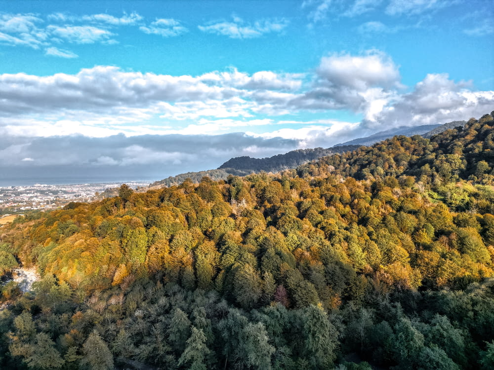 an aerial view of a forest with a blue sky in the background