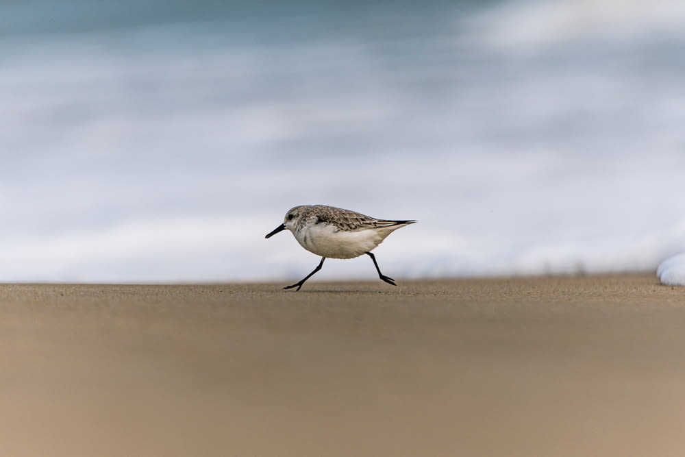 a small bird walking along a sandy beach