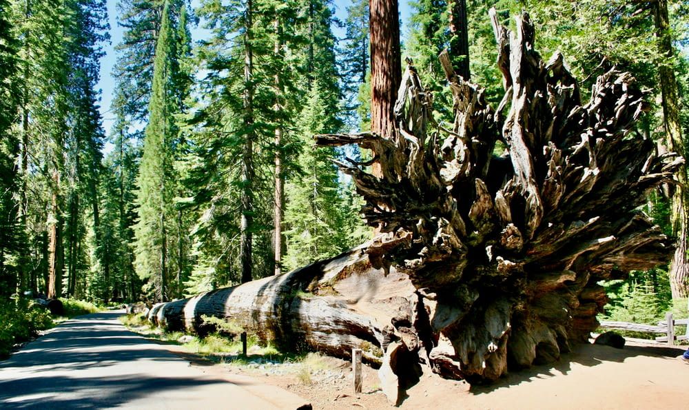 un grande albero caduto seduto sul ciglio di una strada