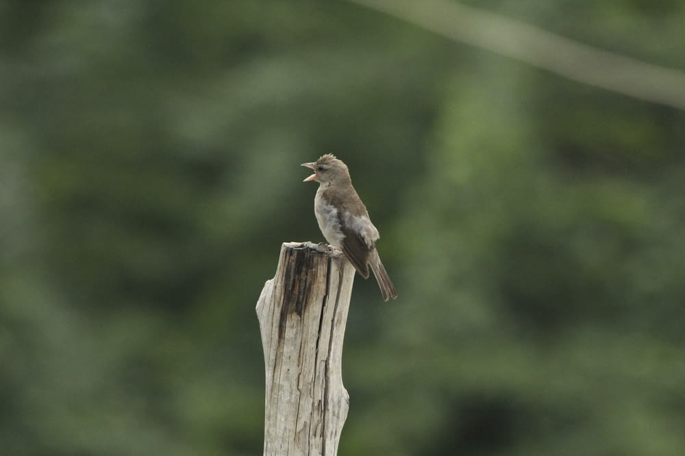 un petit oiseau assis au sommet d’un poteau en bois
