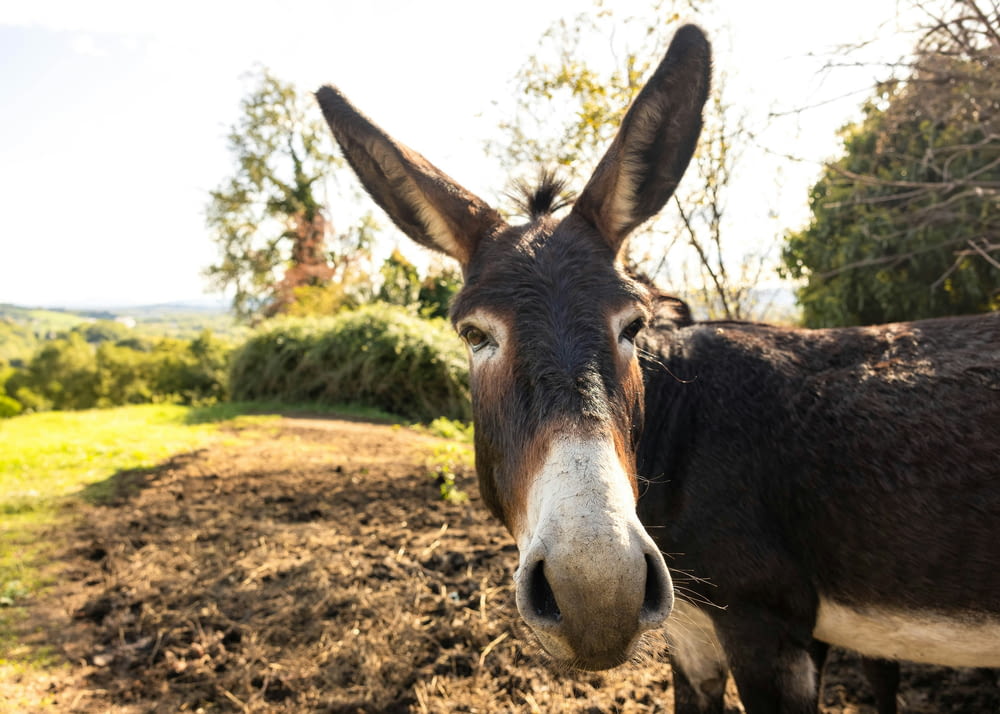 a close up of a donkey looking at the camera