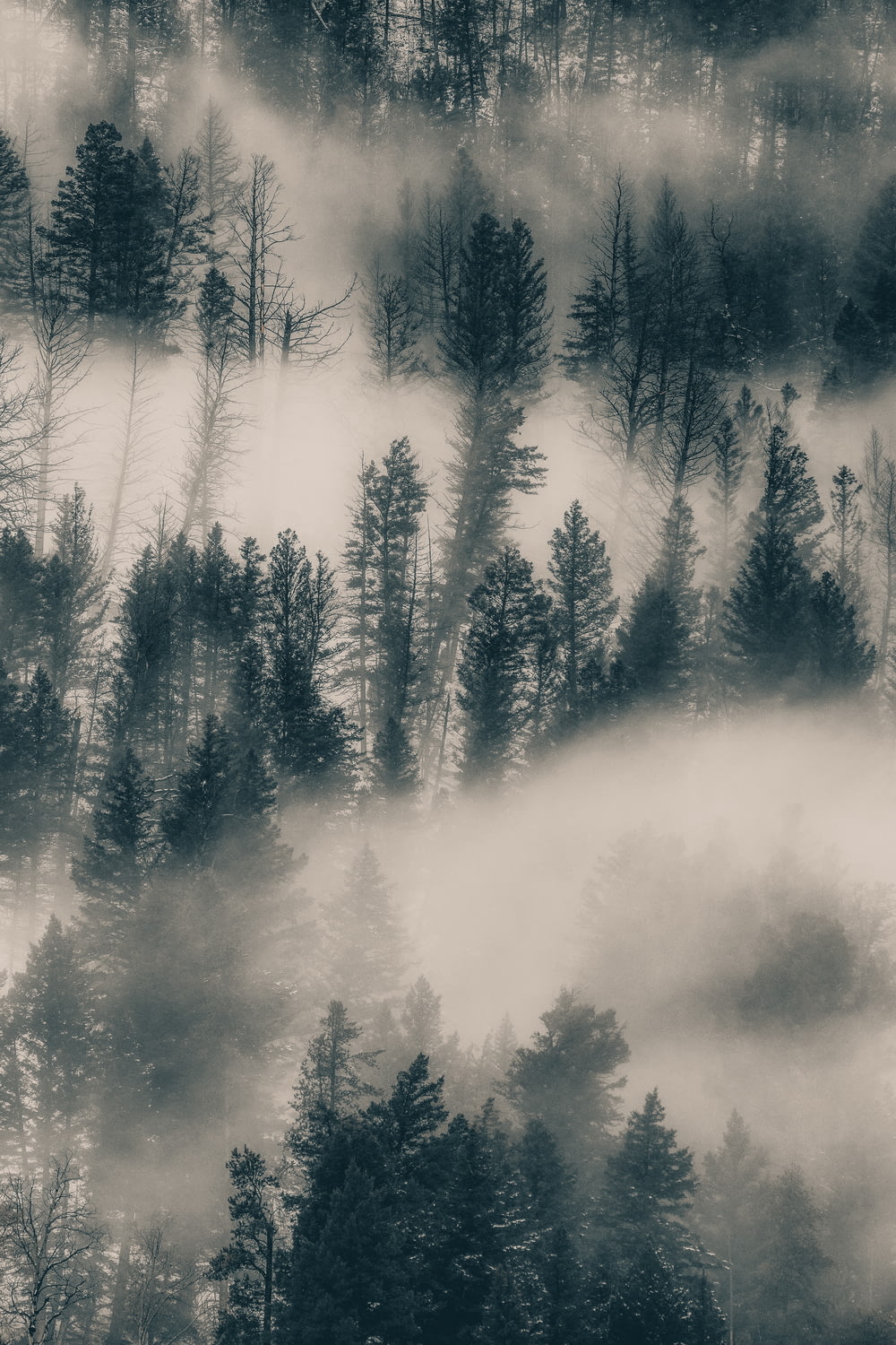 a black and white photo of a forest covered in fog
