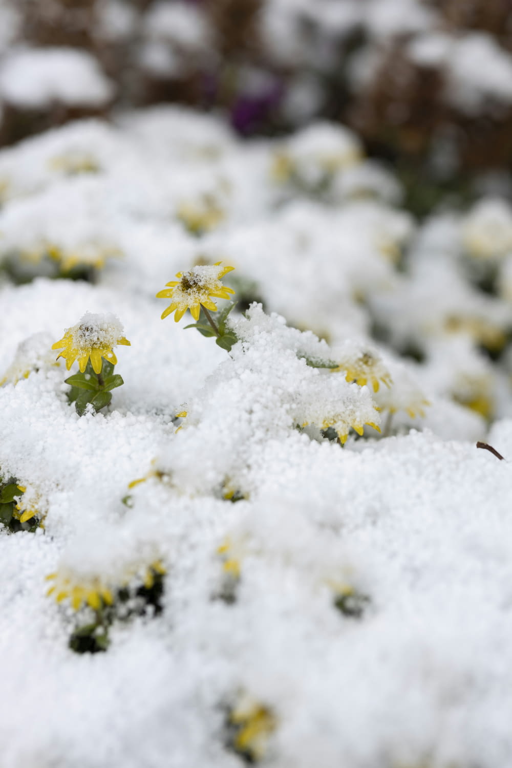 a bunch of flowers that are covered in snow