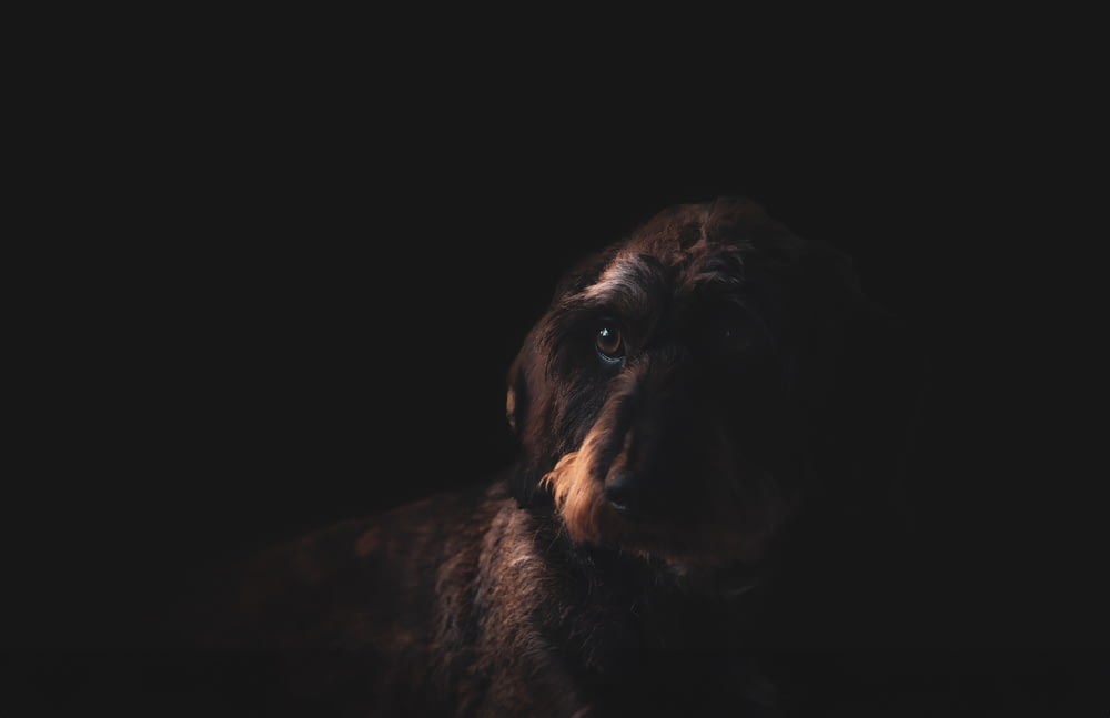 a brown dog sitting in the dark looking at the camera