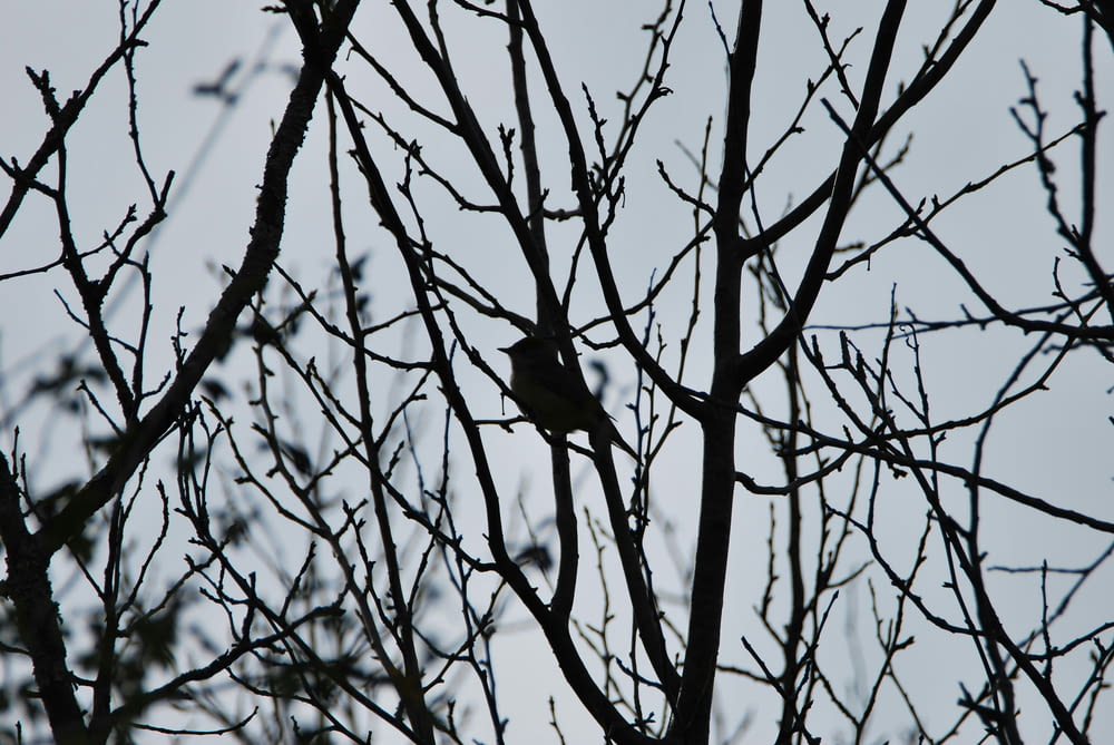a bird sitting in a tree with no leaves