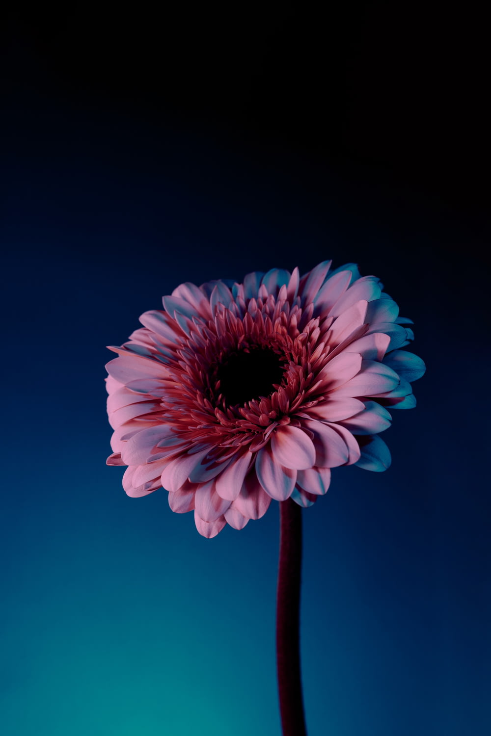 a large pink flower sitting on top of a blue table