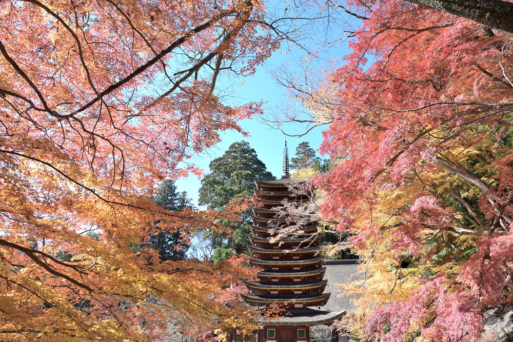 a pagoda surrounded by trees in a park