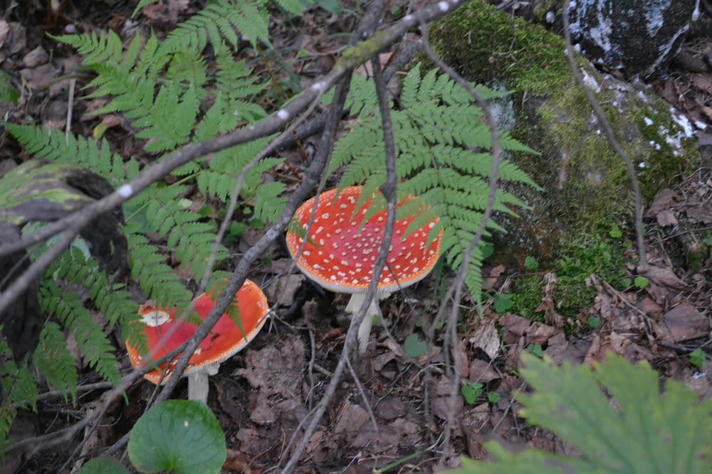 a couple of red mushrooms sitting on top of a forest floor