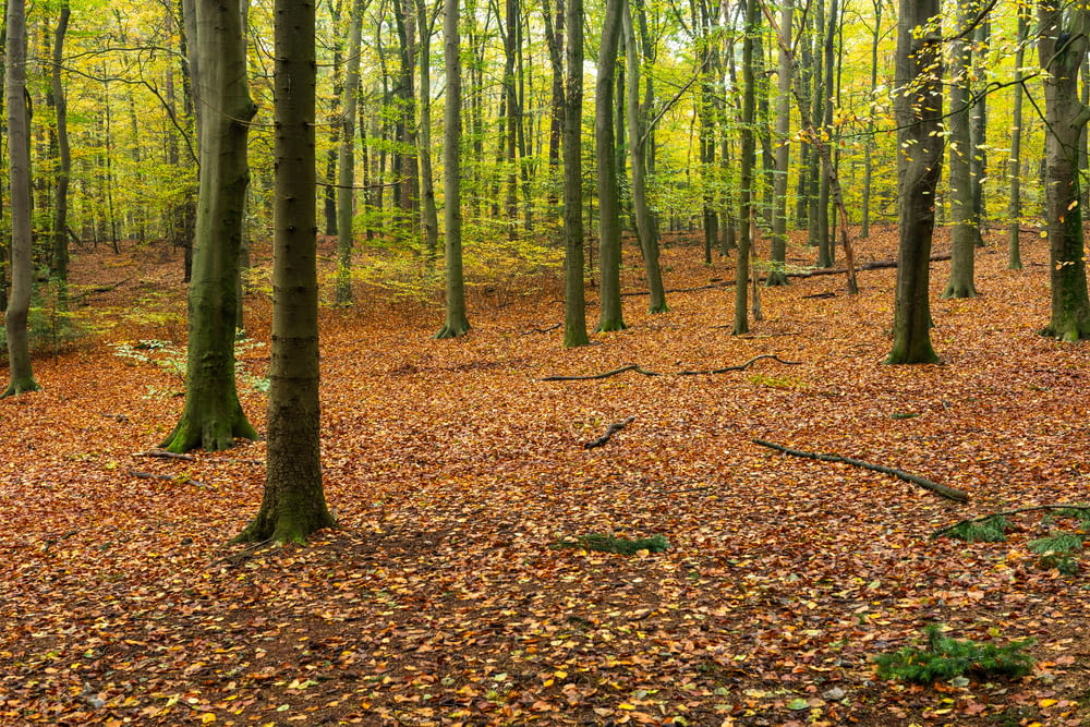 a forest filled with lots of trees covered in leaves