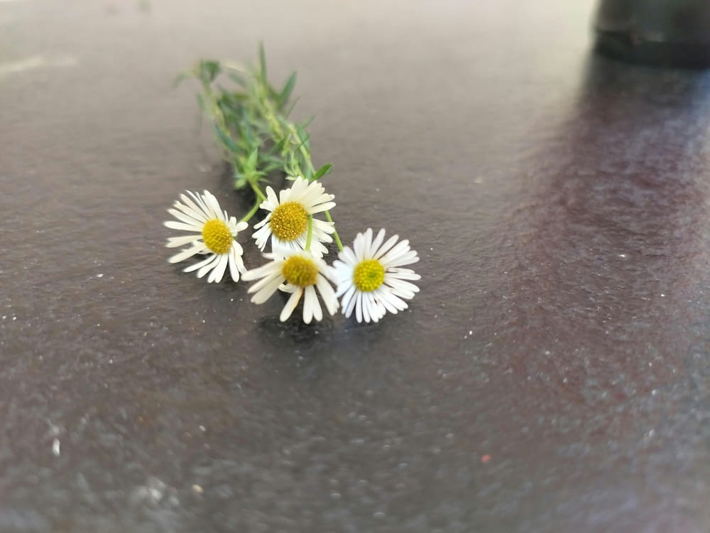a couple of white flowers sitting on top of a table