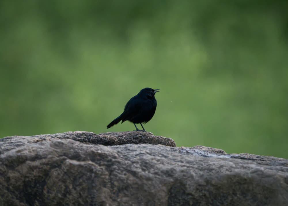 a black bird sitting on top of a rock