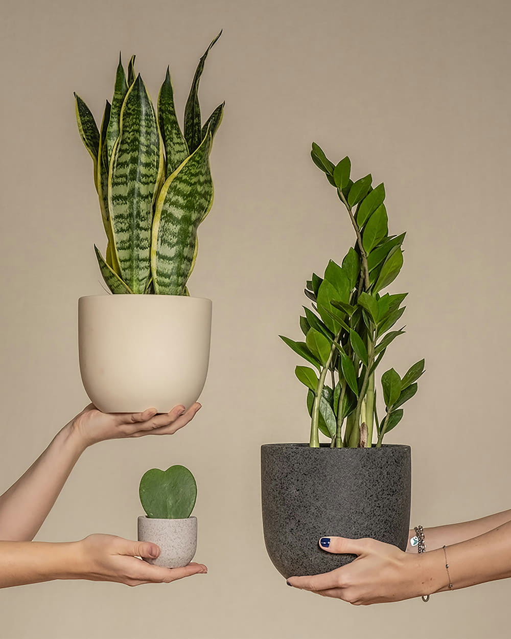 two hands holding a plant and a potted plant