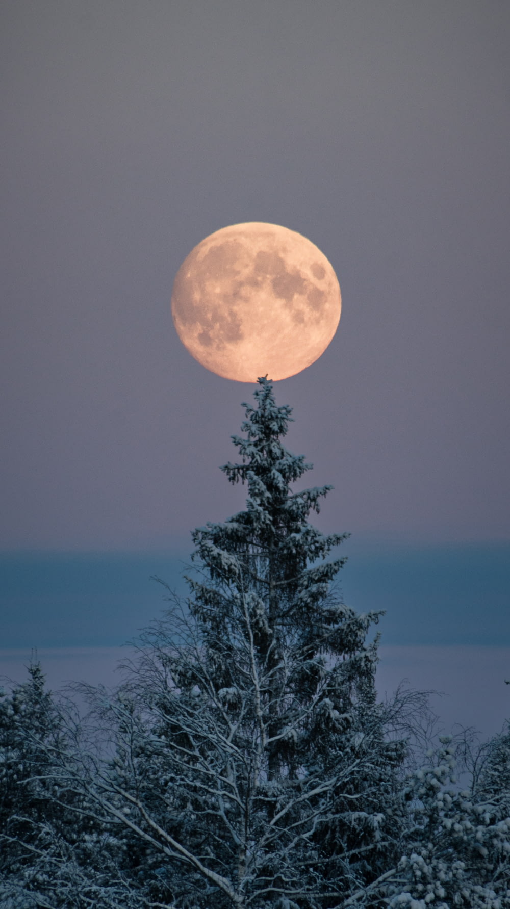 a full moon rising over a snowy forest
