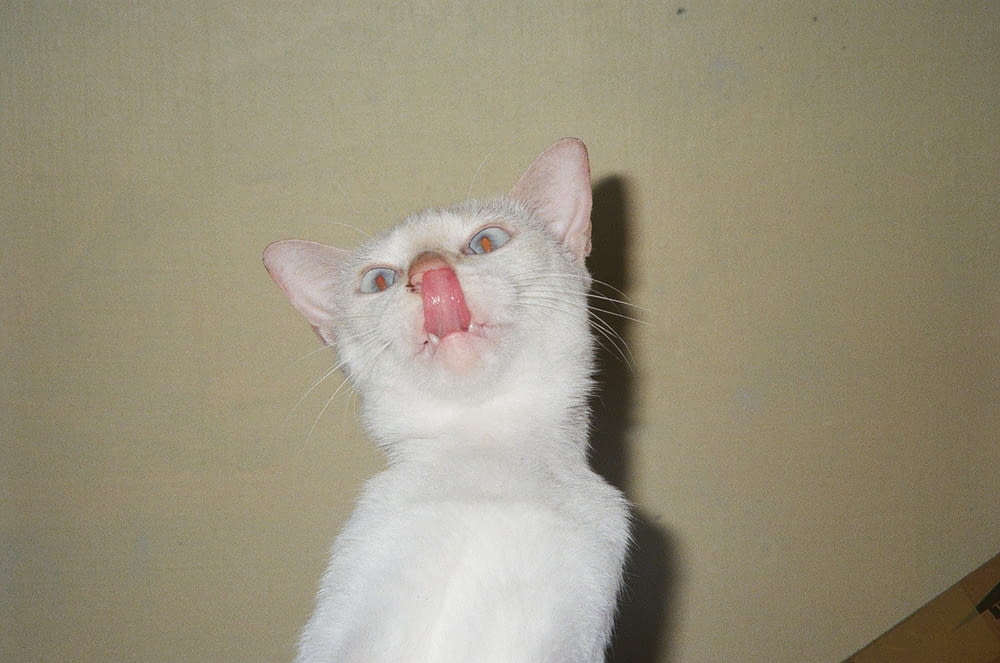 a white cat sticking its tongue out