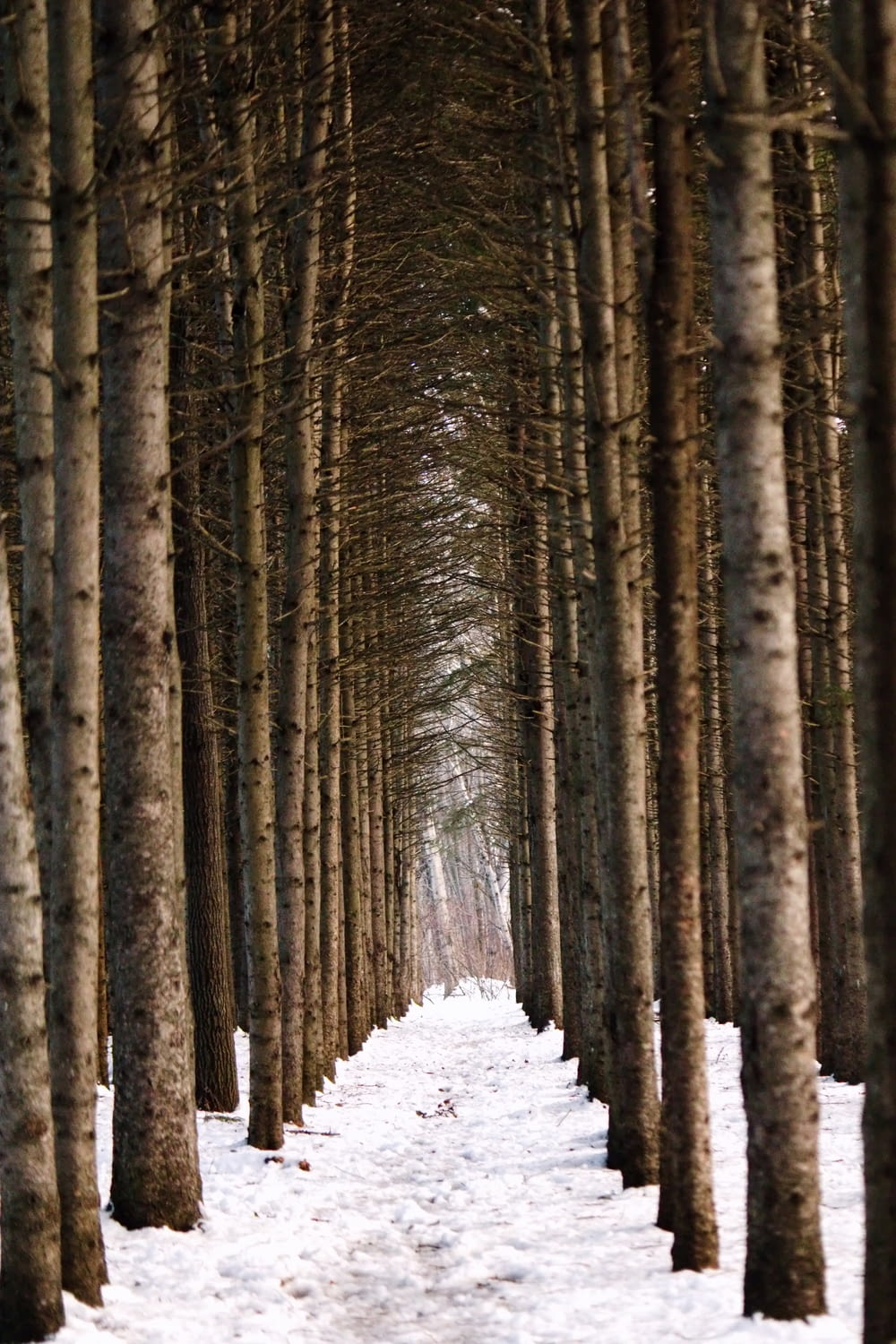 a snow covered path between two rows of trees