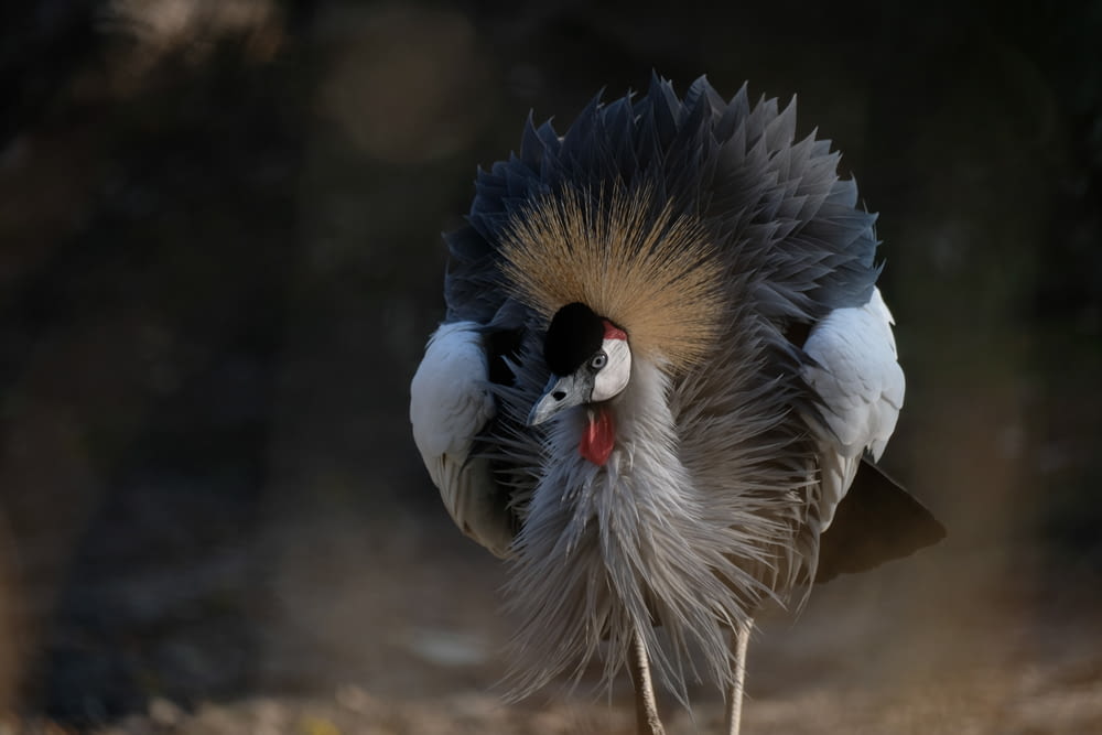 a close up of a bird with feathers on it's head