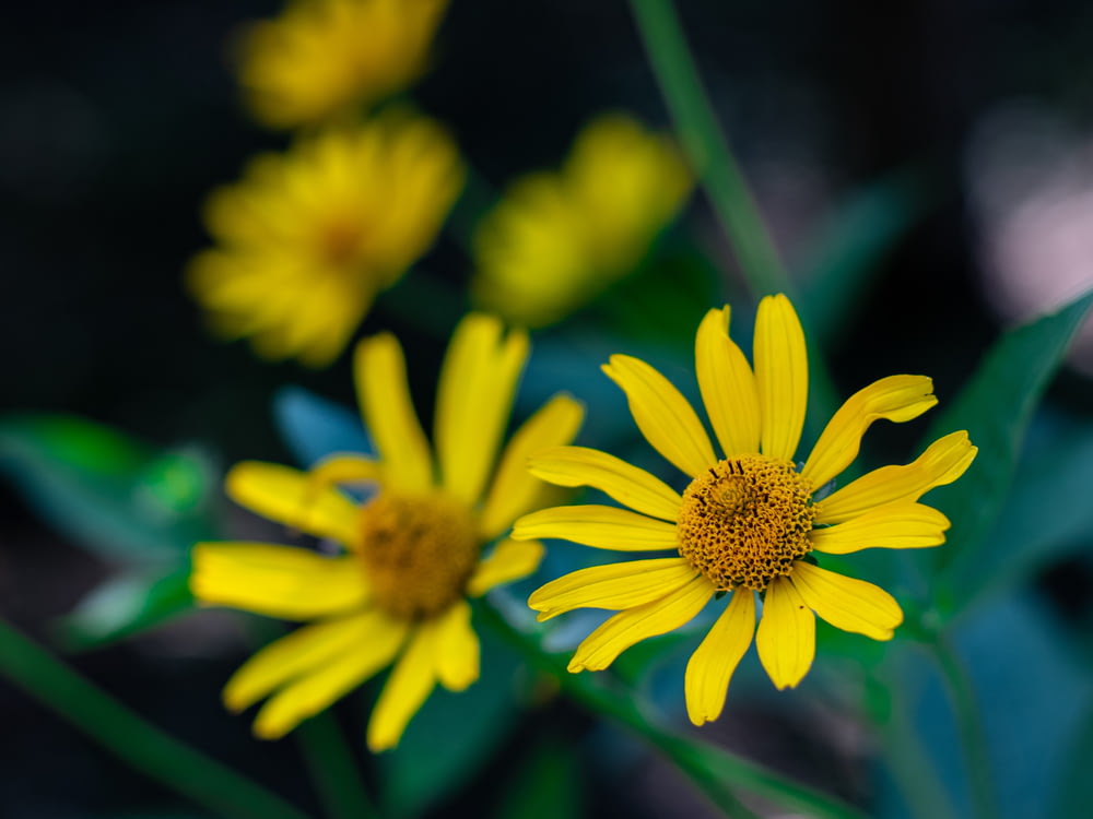 a group of yellow flowers with green leaves
