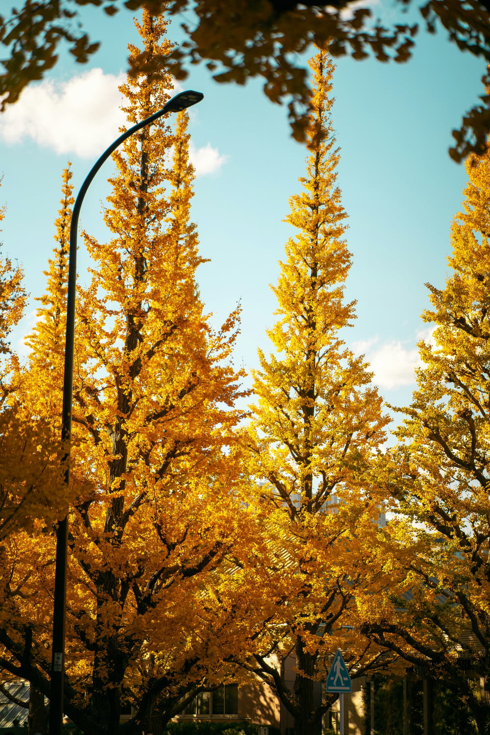 a street light in front of a row of yellow trees