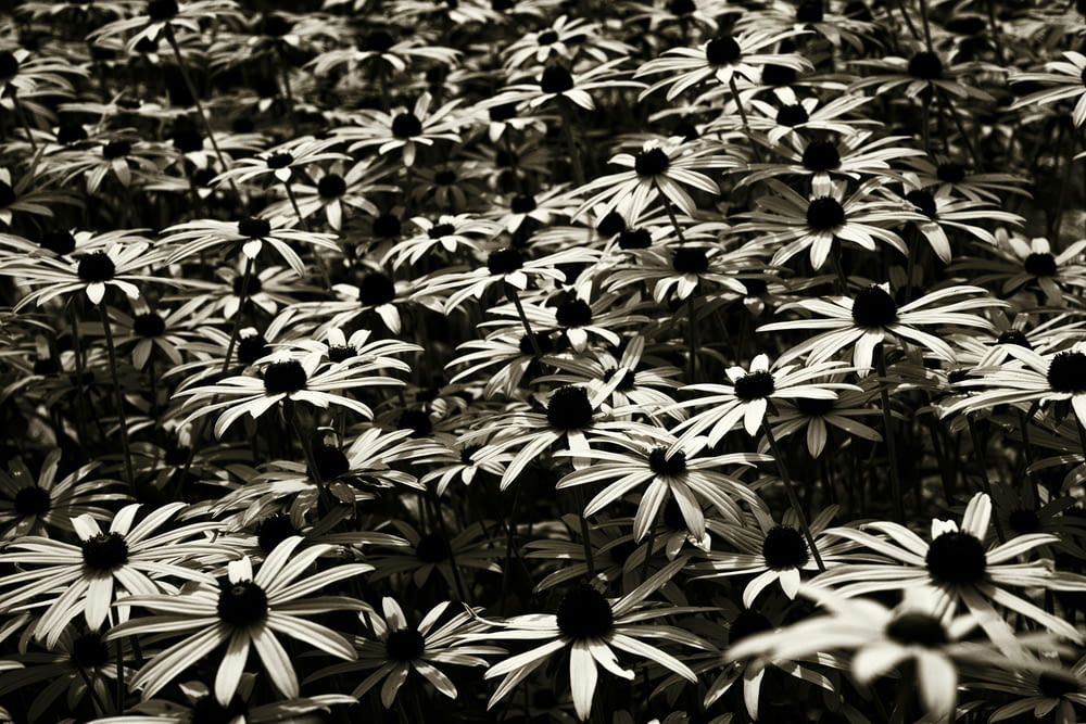 a black and white photo of a field of flowers