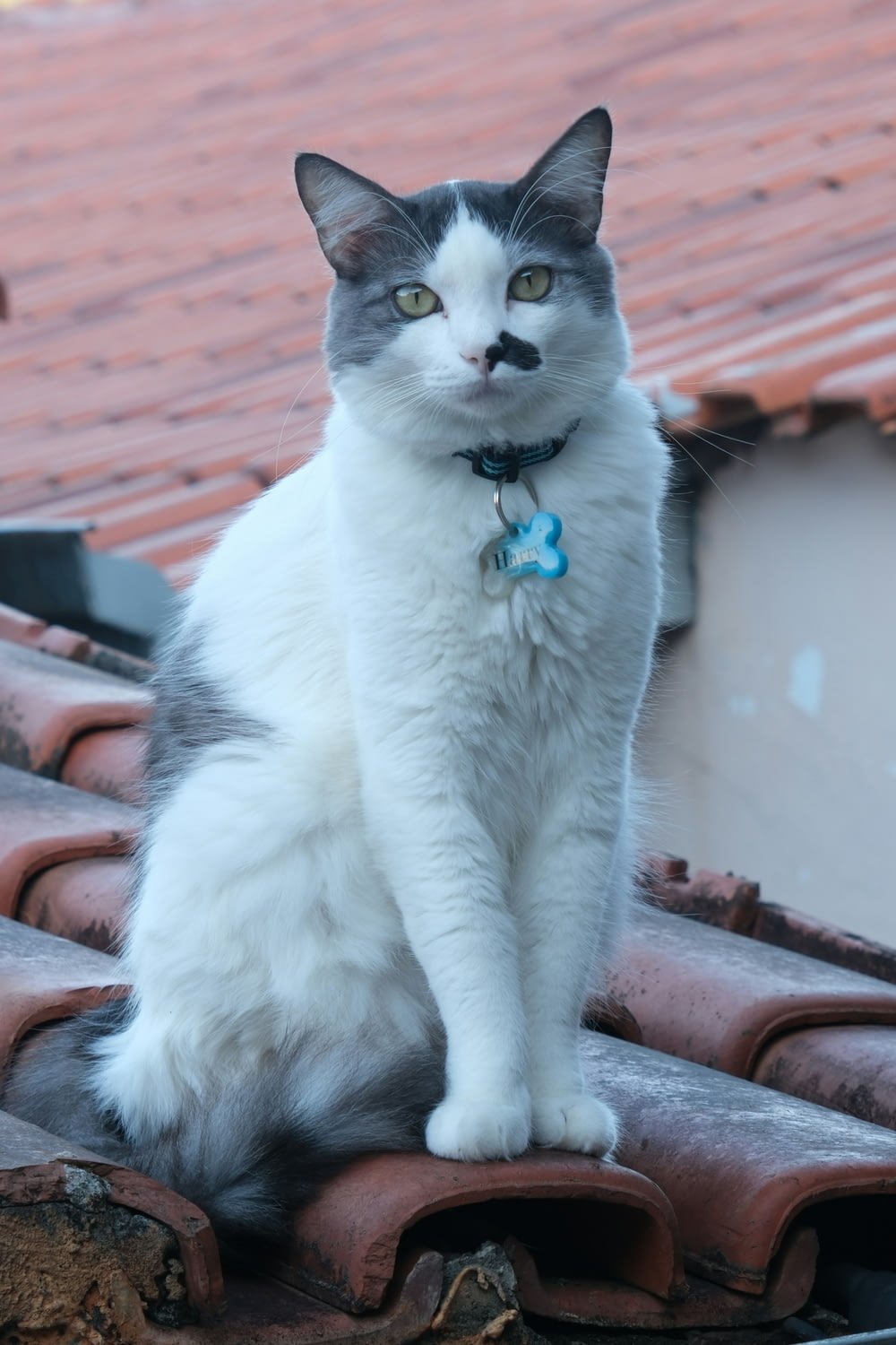 a cat sitting on top of a roof