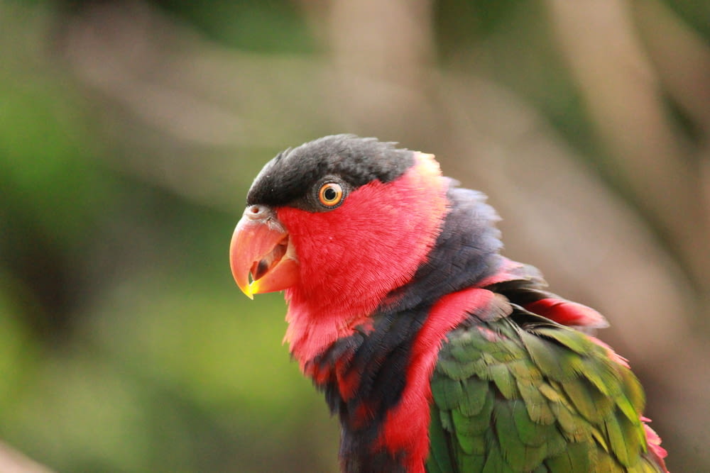 a red, black and green bird with a yellow beak