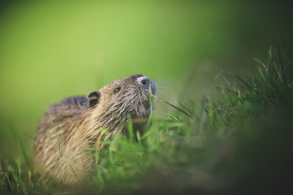 a close up of a groundhog in the grass