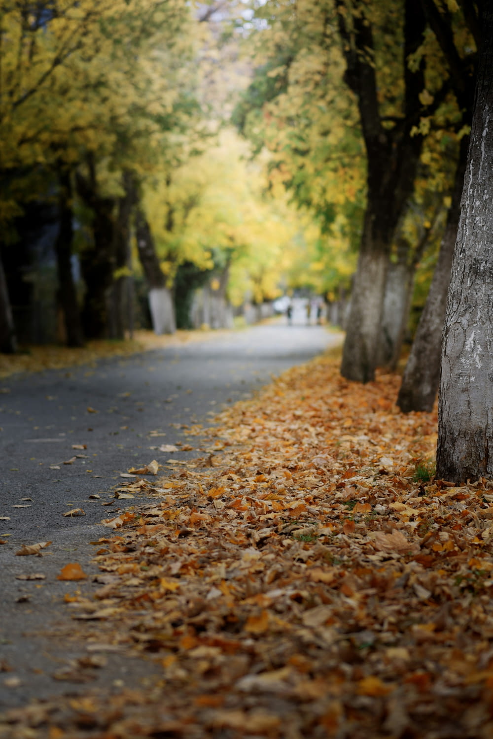a tree lined street with leaves on the ground