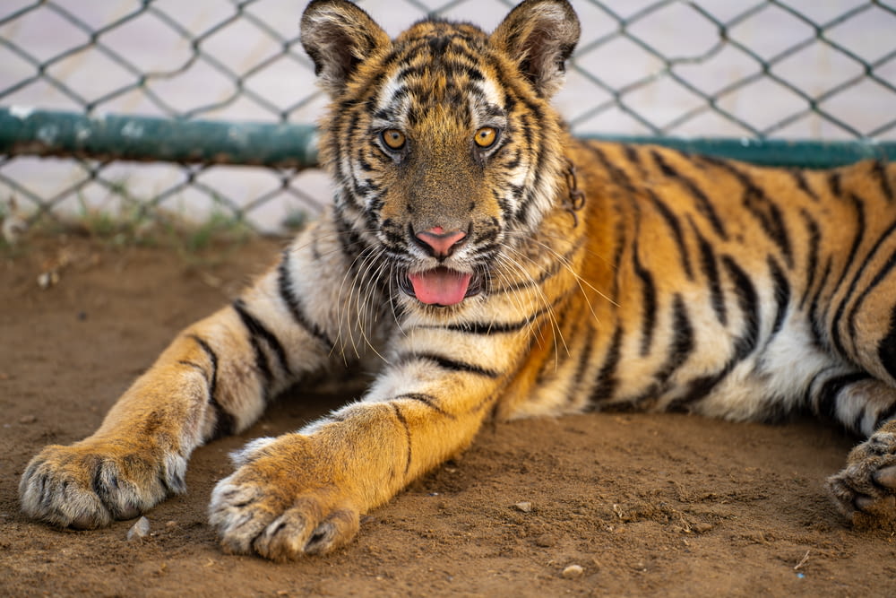 a tiger laying on the ground next to a fence