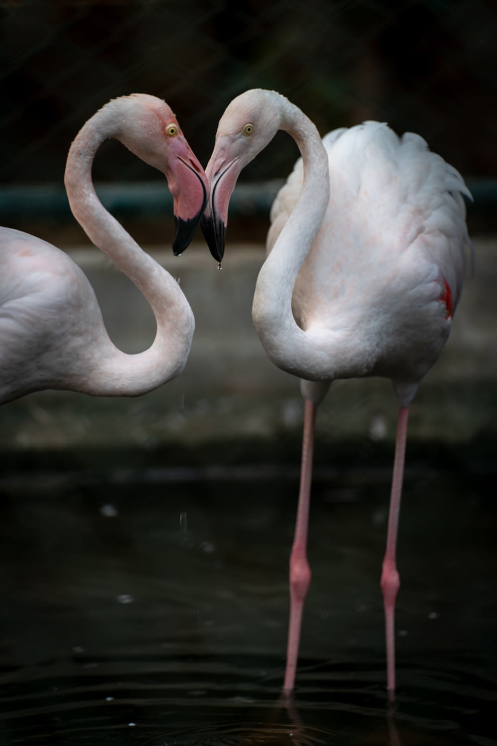 dois flamingos em pé um ao lado do outro na água