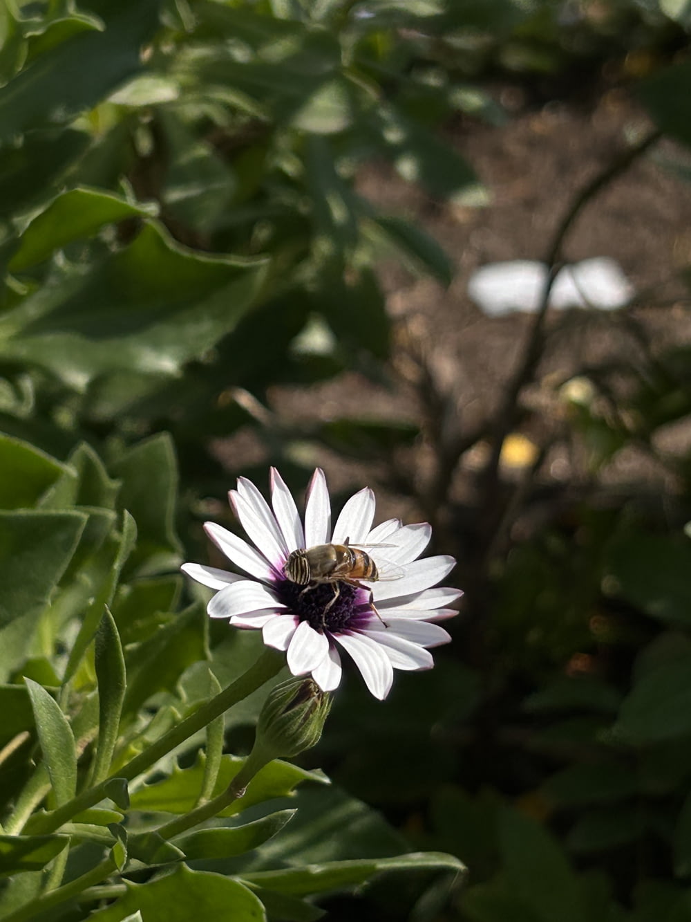 a white flower with a bee sitting on it