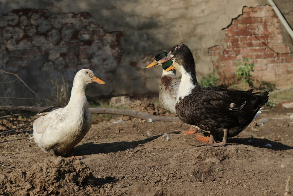 a couple of ducks standing on top of a dirt field