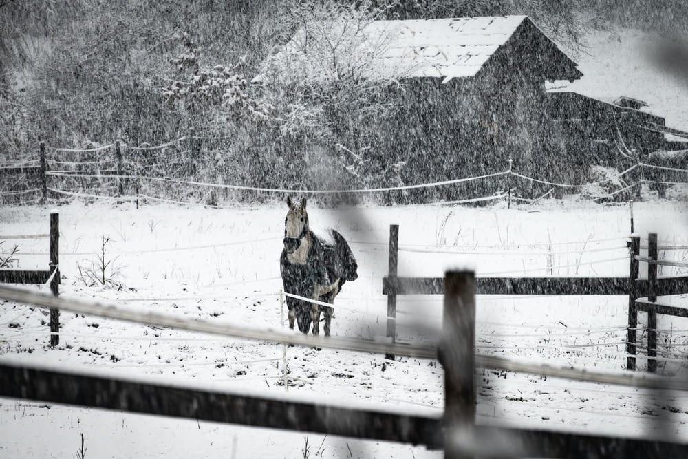a horse standing in the snow behind a fence