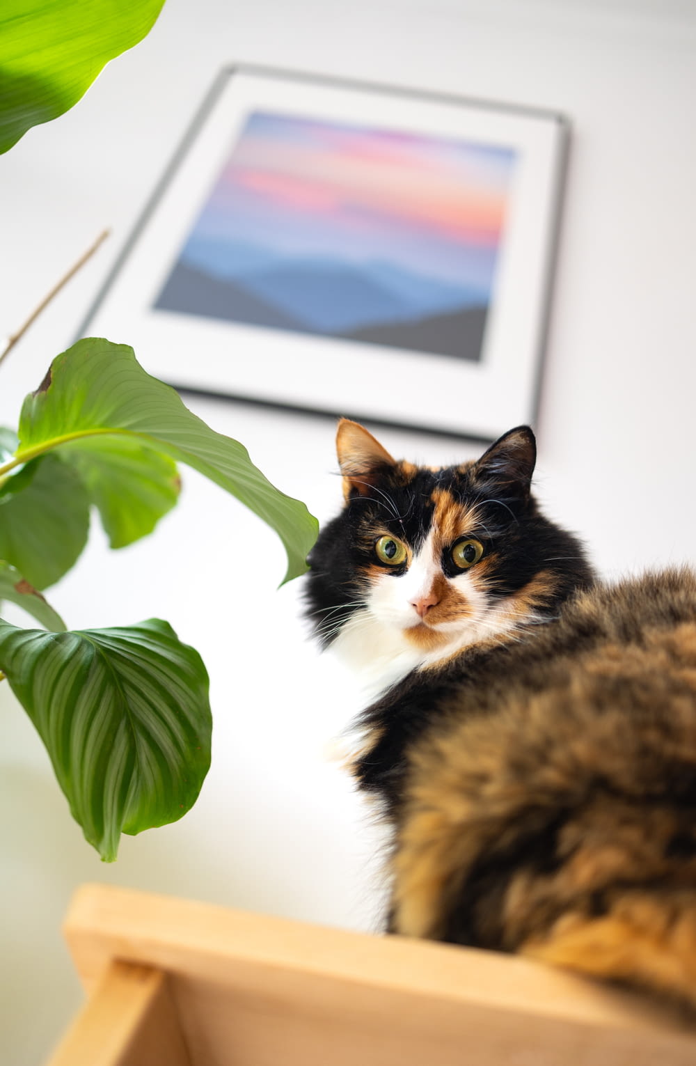 a cat sitting on top of a wooden table next to a plant