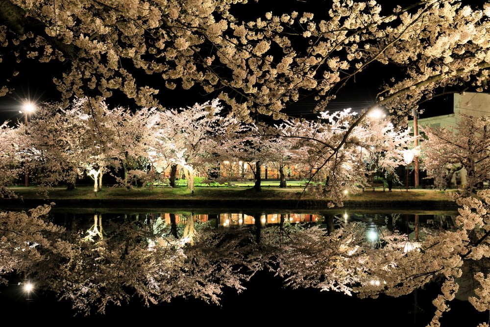 a night scene of a park with trees and lights reflecting in the water