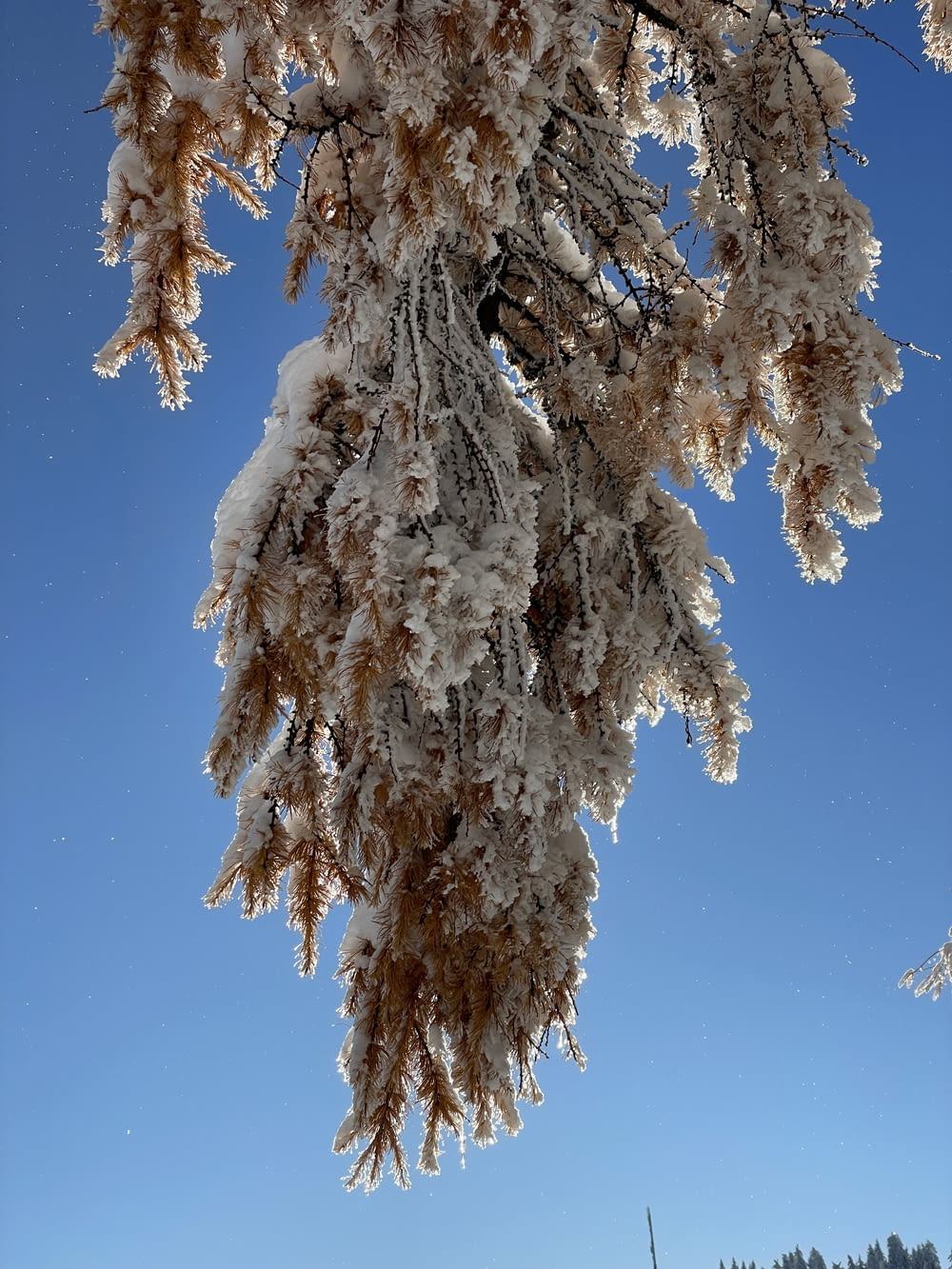 snow covered branches of a tree against a blue sky