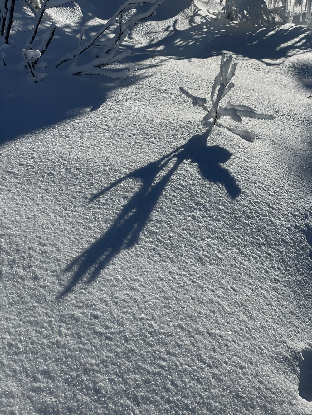 the shadow of a person on skis in the snow