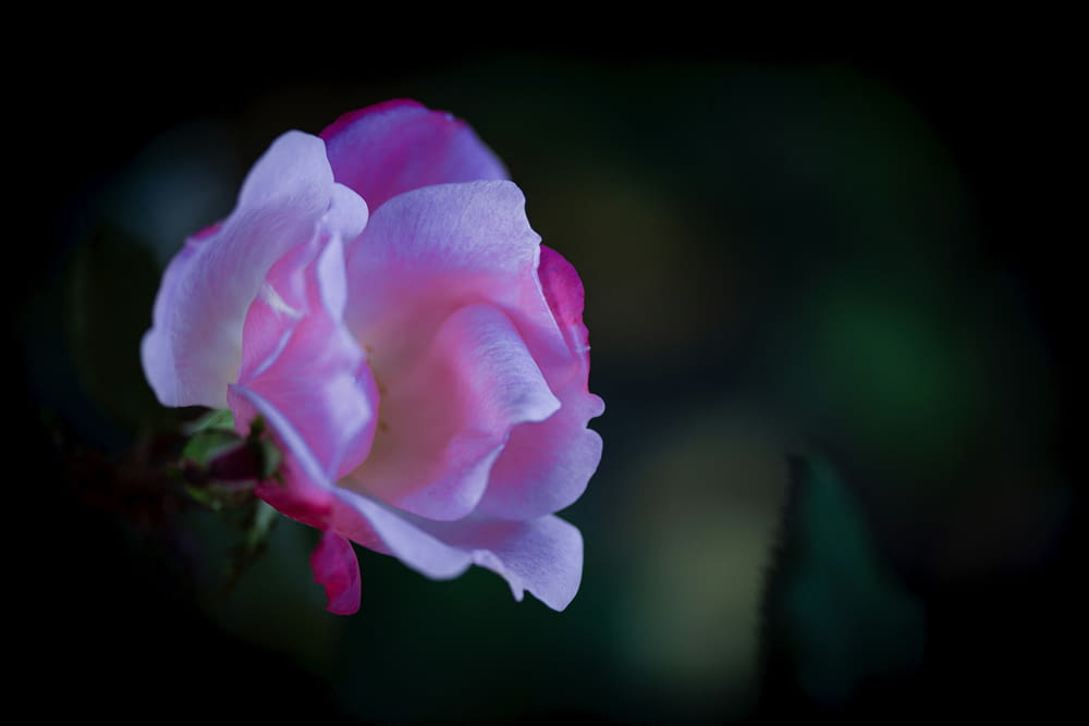 a pink rose with a dark background