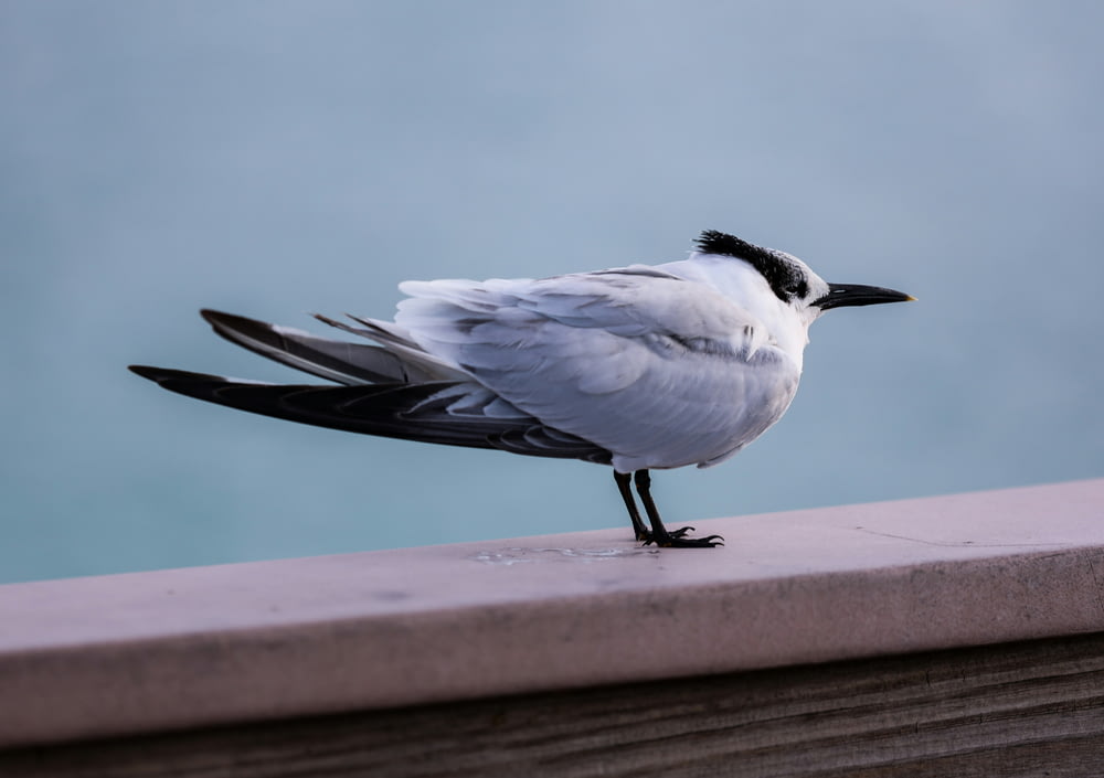 a black and white bird standing on a ledge