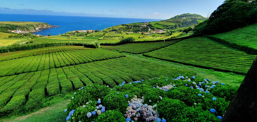 a lush green hillside with blue flowers in the foreground