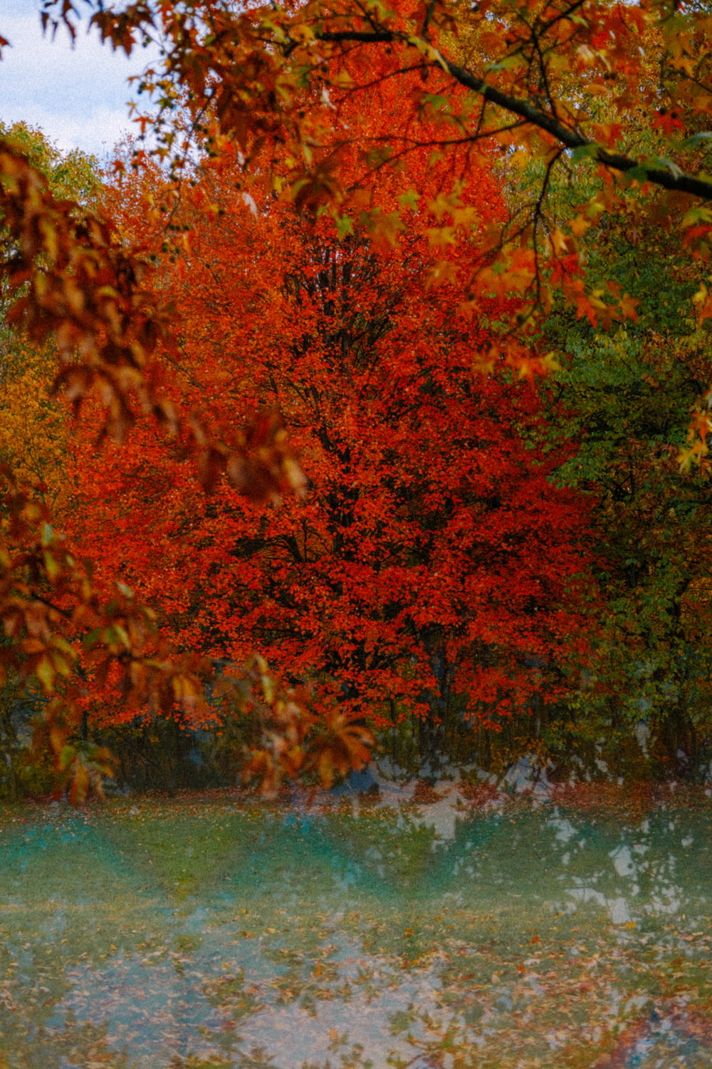 a river surrounded by trees with red leaves