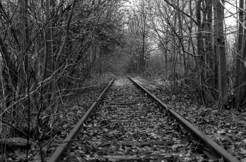 a black and white photo of a train track in the woods